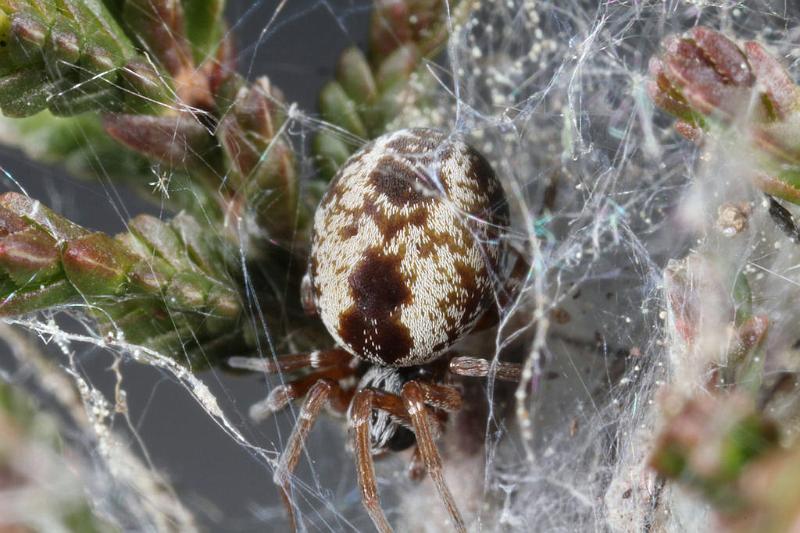 Dictyna_arudinacea_D7422_Z_89_NP De Hoge Veluwe_Nederland.jpg